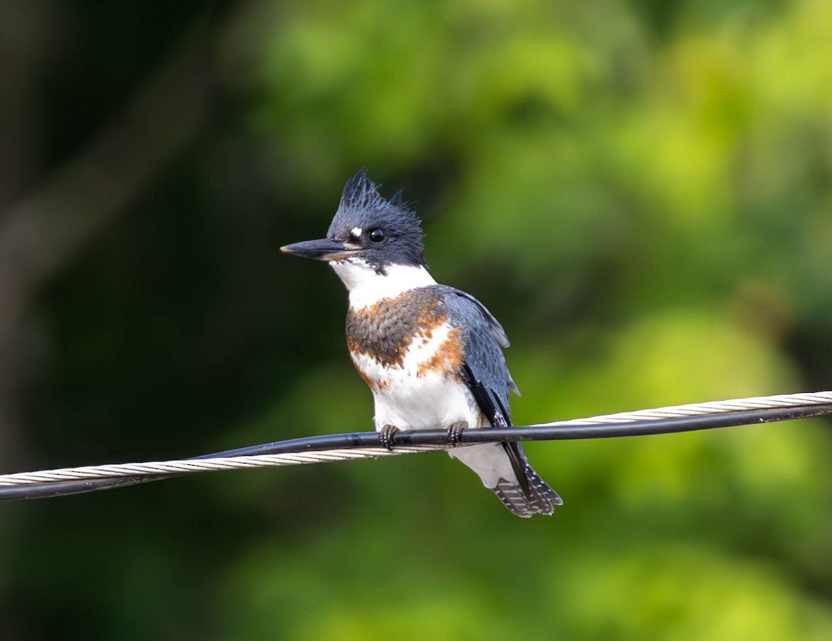 Belted Kingfisher - ML620770547