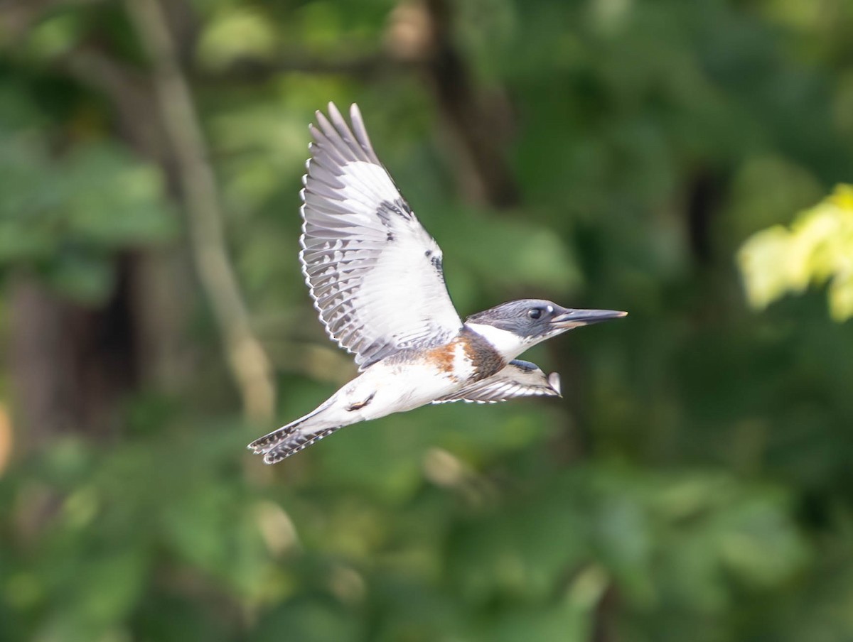 Belted Kingfisher - ML620770548