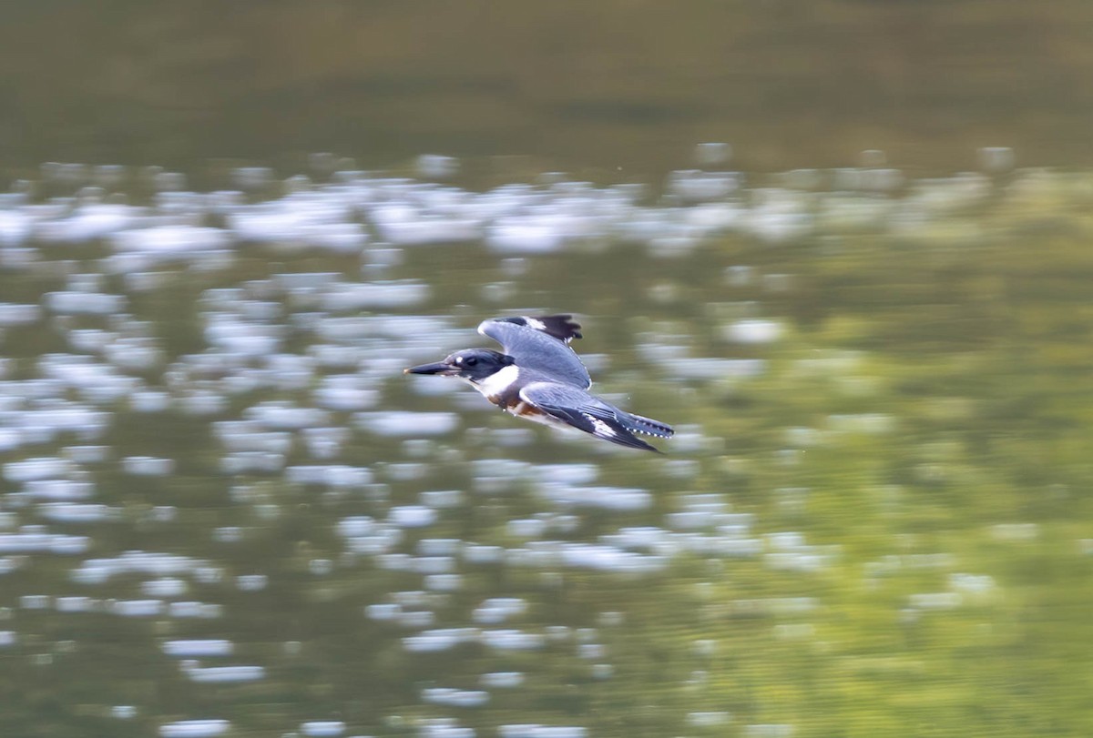 Belted Kingfisher - ML620770549