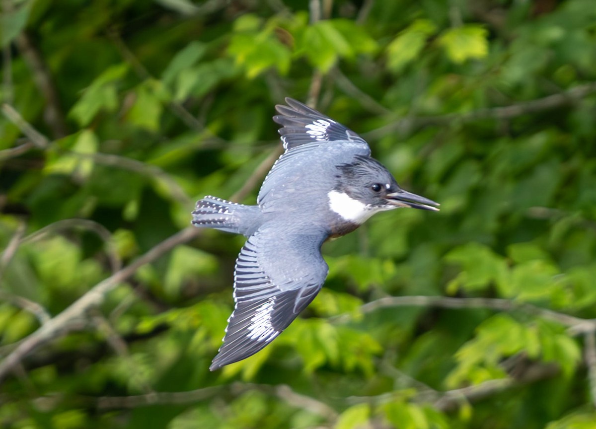 Belted Kingfisher - ML620770550