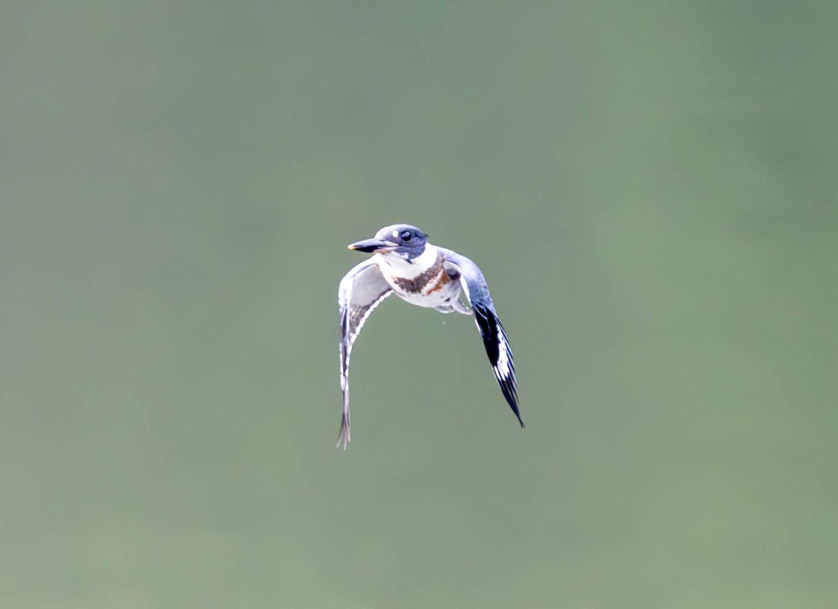 Belted Kingfisher - ML620770552