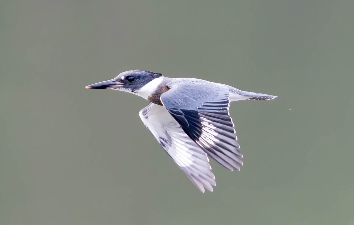 Belted Kingfisher - ML620770554