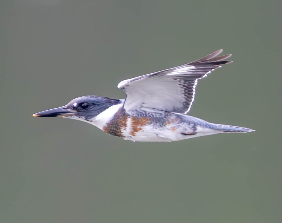 Belted Kingfisher - ML620770555