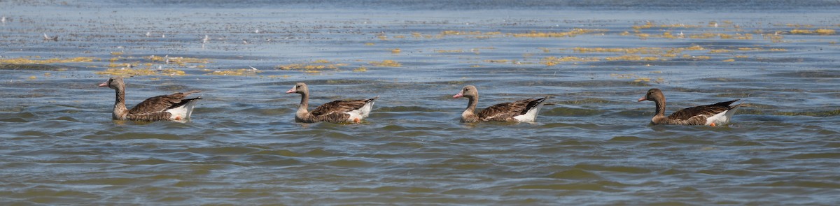 Greater White-fronted Goose - ML620770557