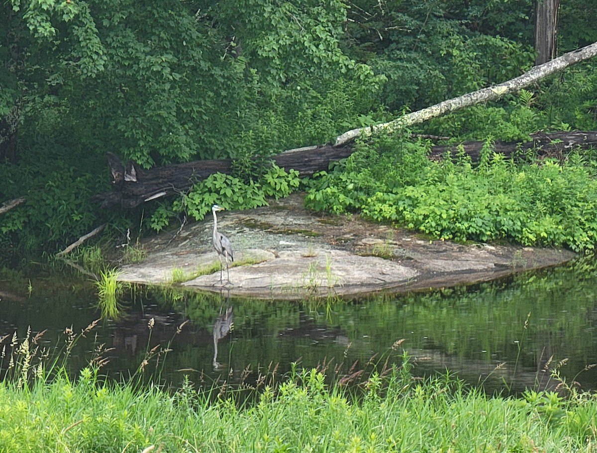 Great Blue Heron - ML620770559