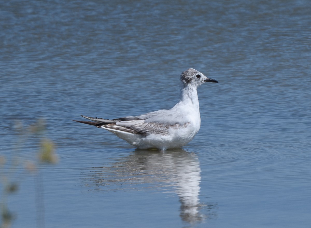 Bonaparte's Gull - ML620770576