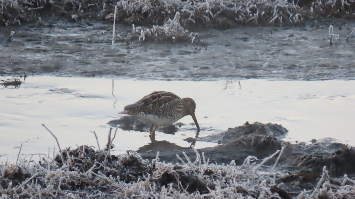 African Snipe - ML620770584