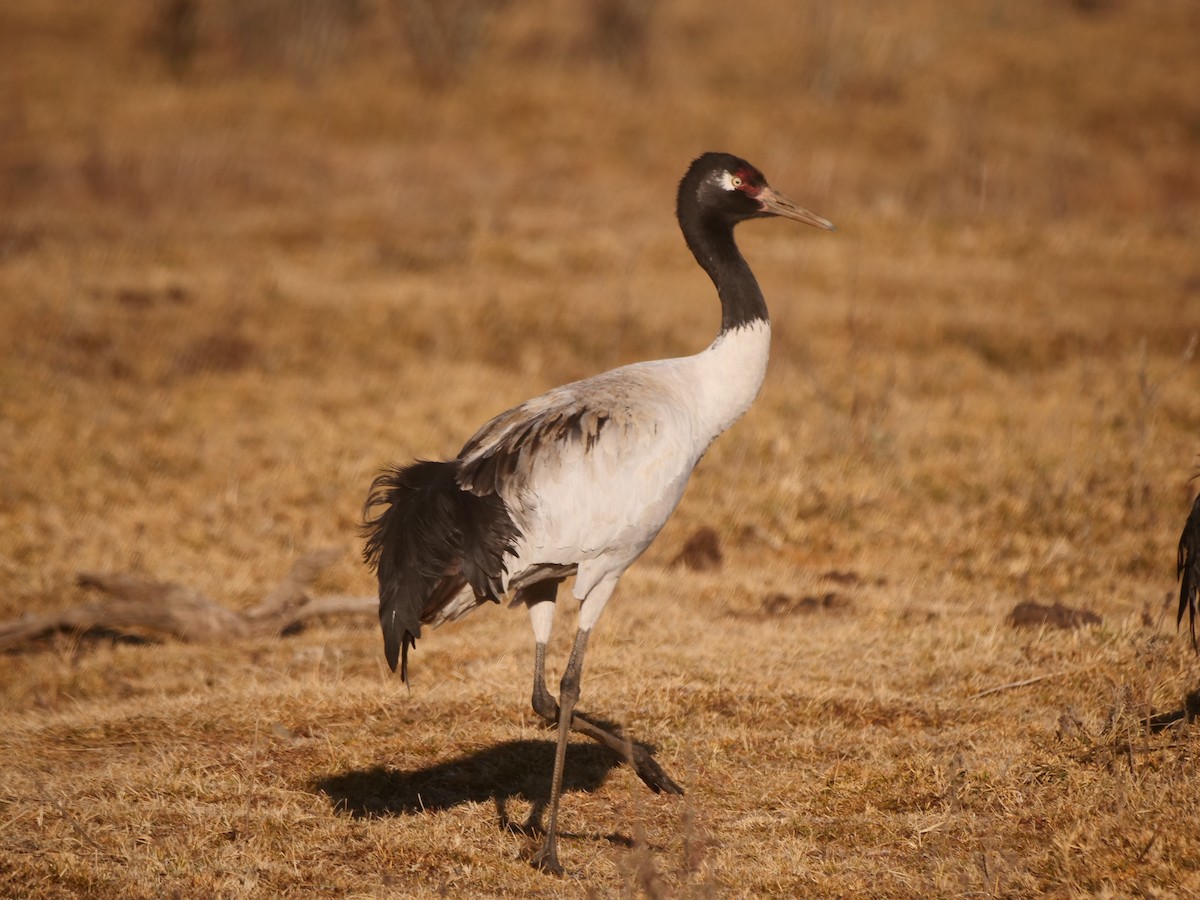 Black-necked Crane - ML620770586