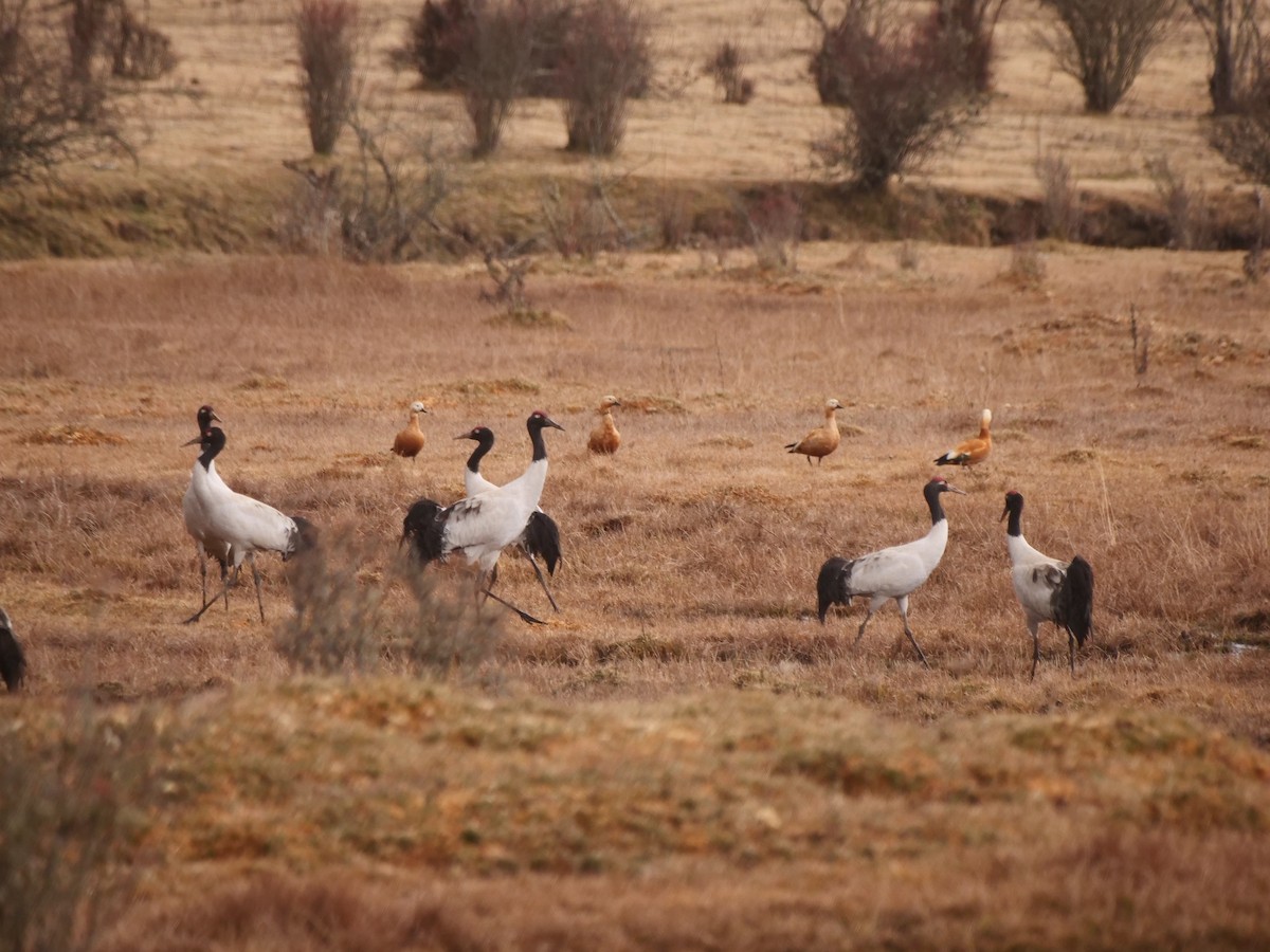 Black-necked Crane - ML620770587