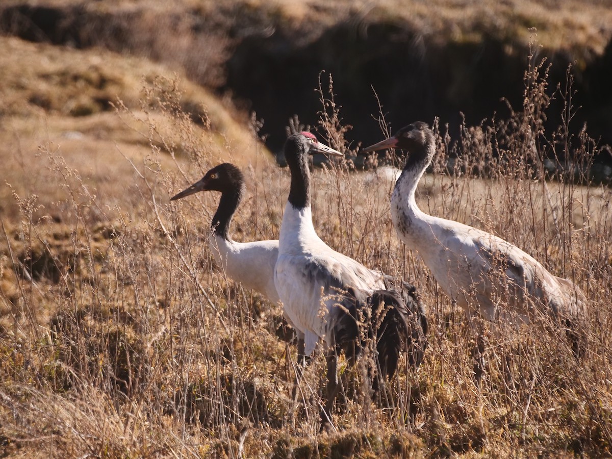 Black-necked Crane - ML620770588