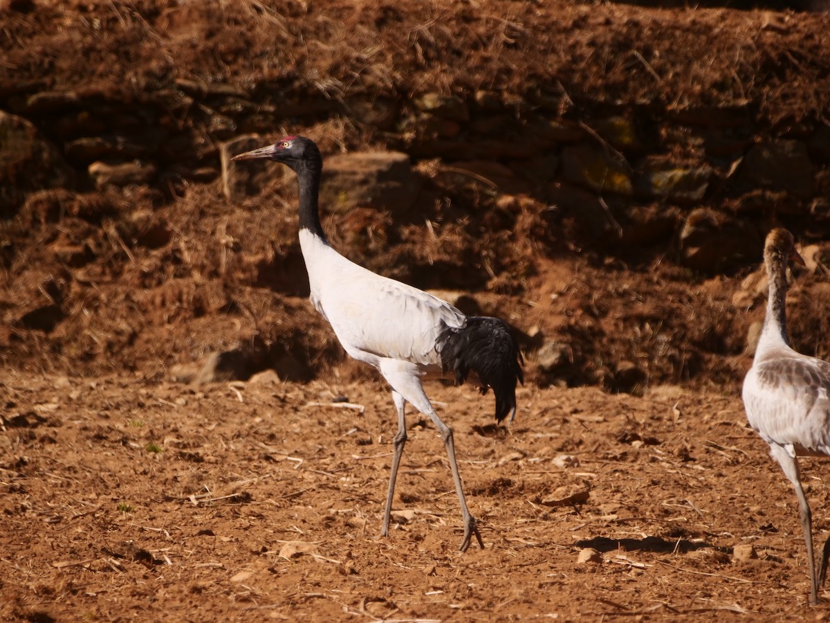 Black-necked Crane - ML620770590