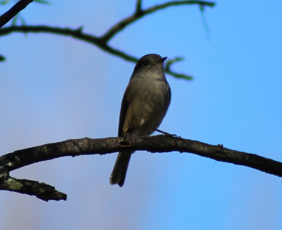 Patagonian Tyrant - ML620770594