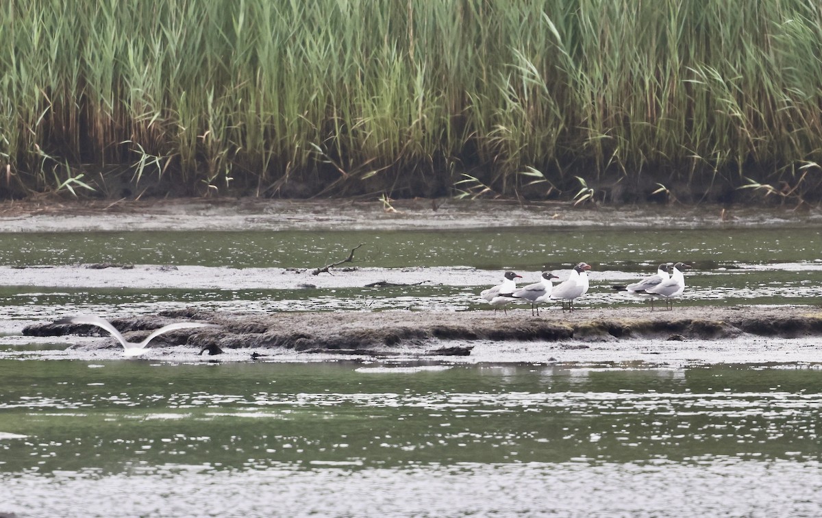 Laughing Gull - ML620770595