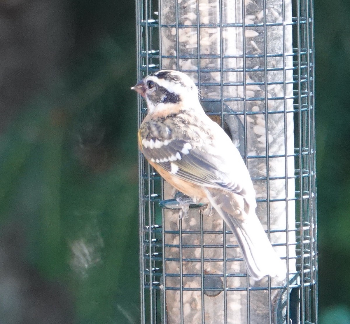 Black-headed Grosbeak - ML620770597