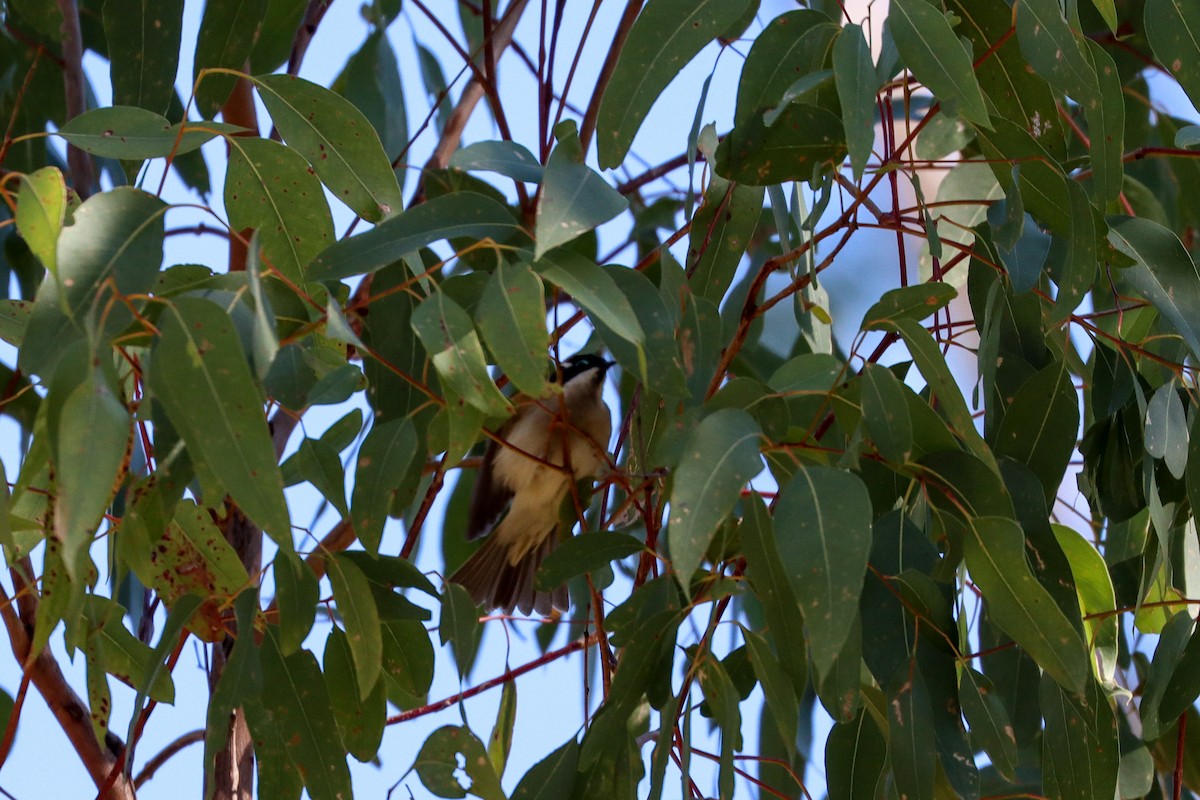 Black-chinned Honeyeater - ML620770600