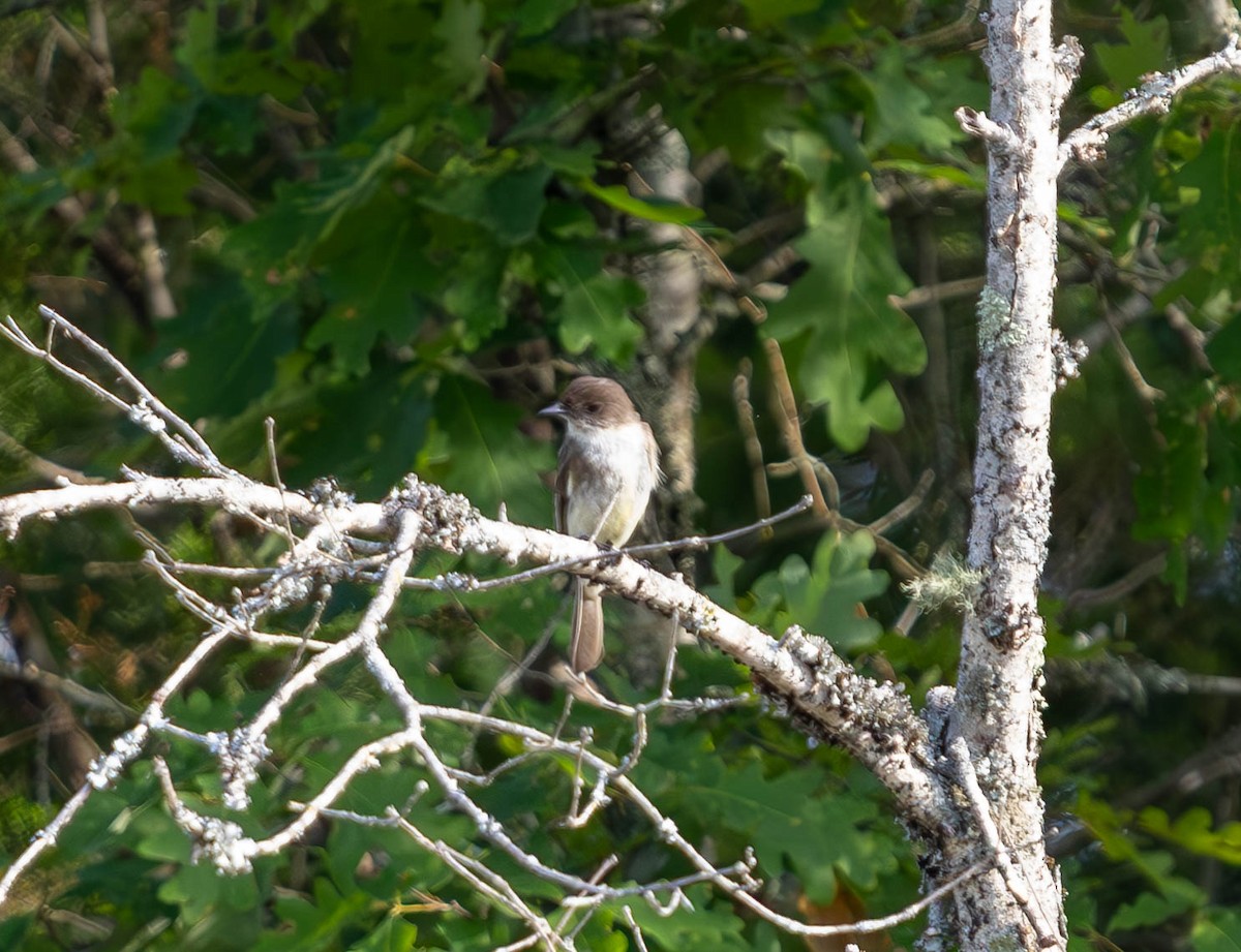 Eastern Phoebe - ML620770603