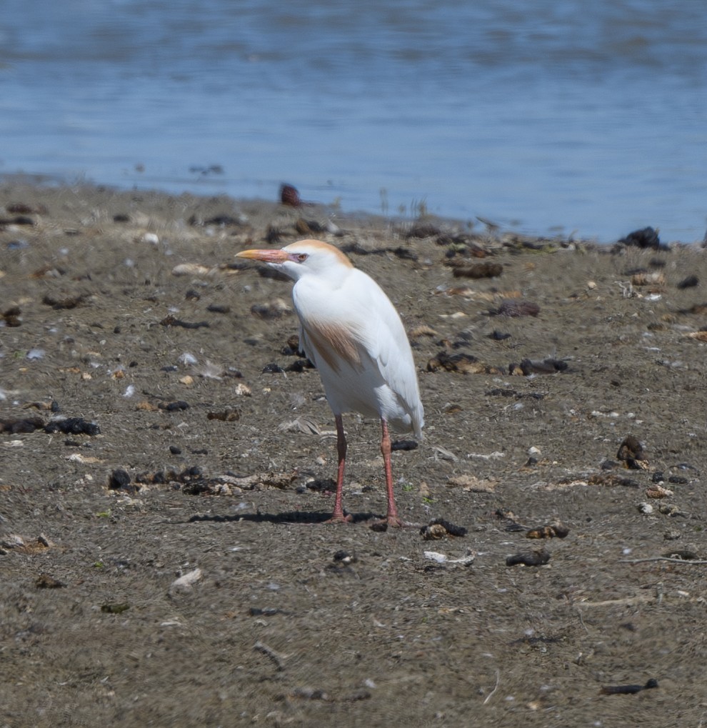 Western Cattle Egret - ML620770606