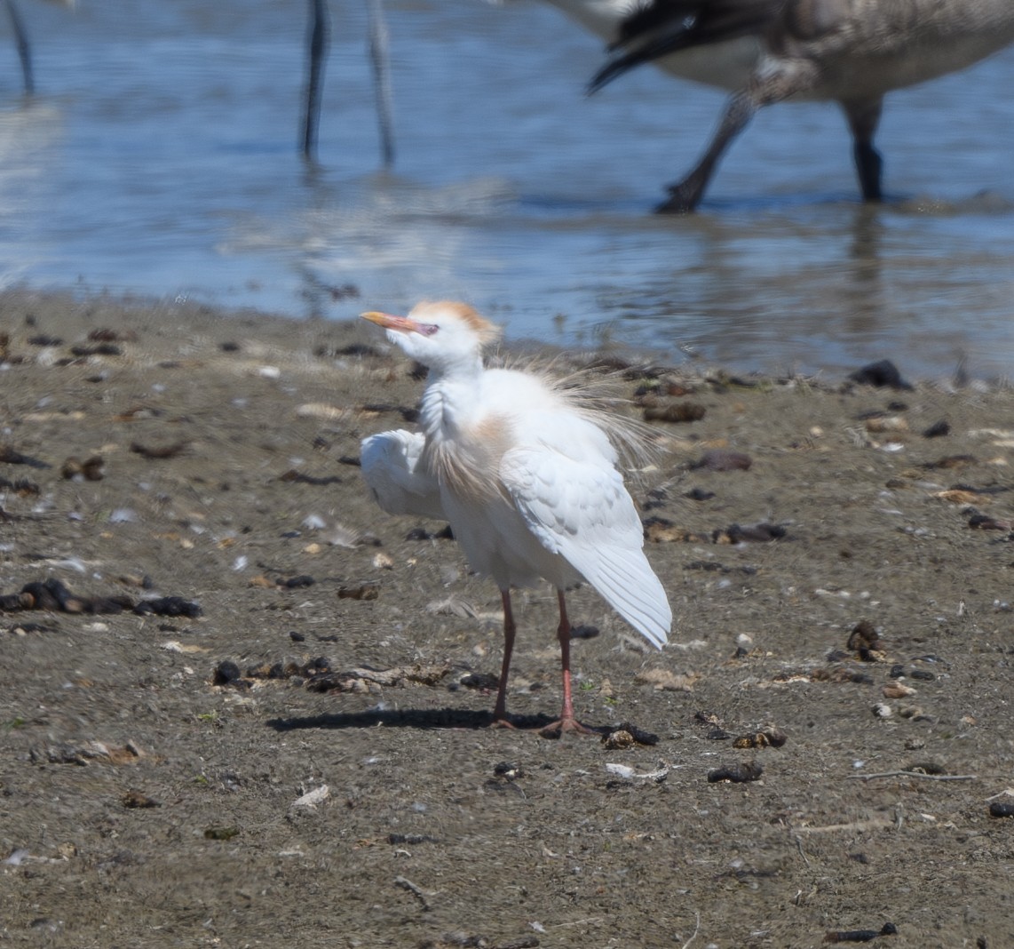 Western Cattle Egret - ML620770607