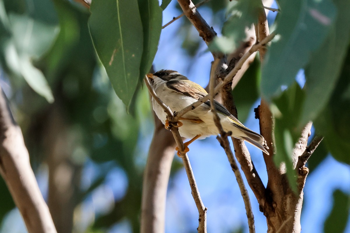 Black-chinned Honeyeater - ML620770608