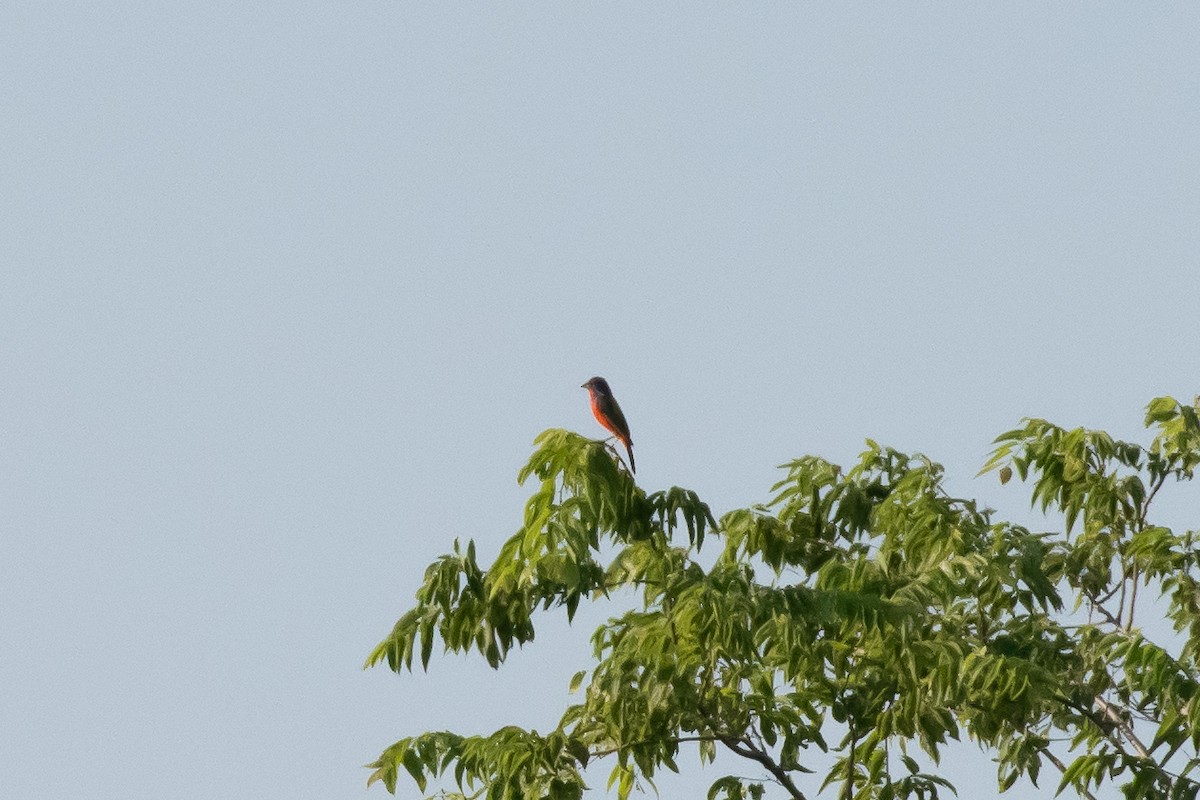 Painted Bunting - ML620770611