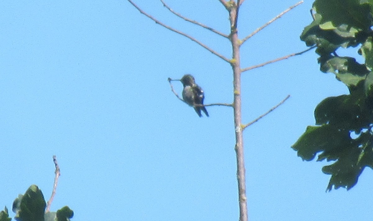 Anna's Hummingbird - ML620770612