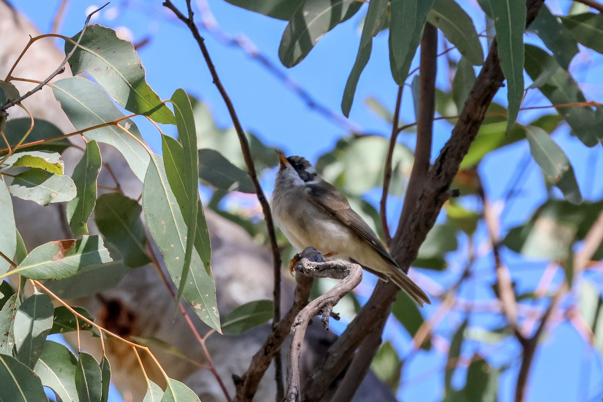 Black-chinned Honeyeater - ML620770613