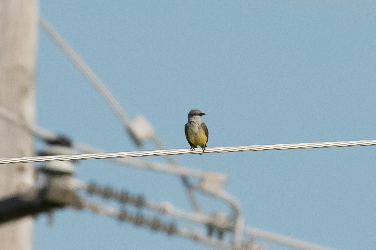 Western Kingbird - ML620770614