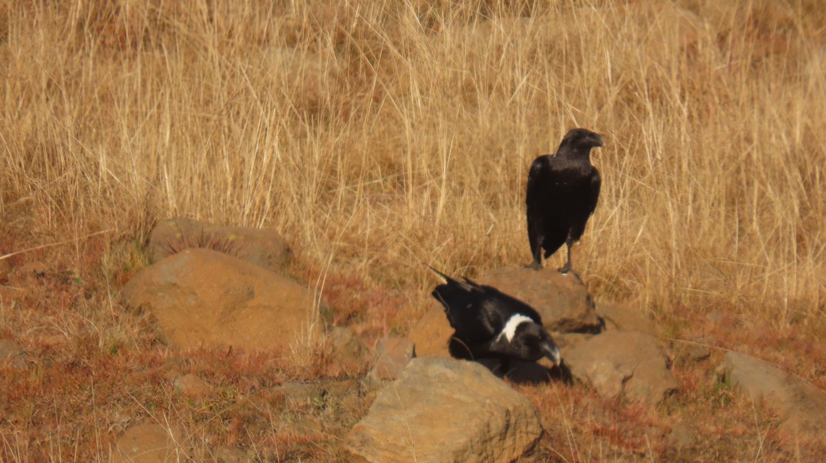 White-necked Raven - ML620770615