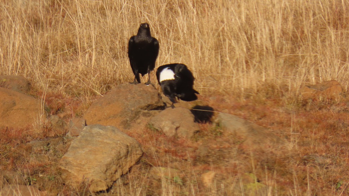 White-necked Raven - ML620770616