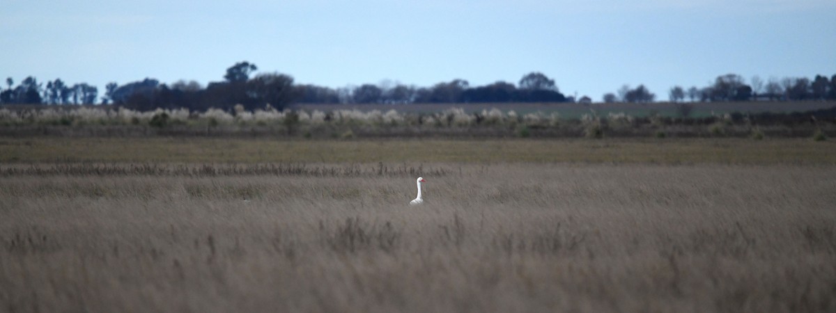 Coscoroba Swan - ML620770618