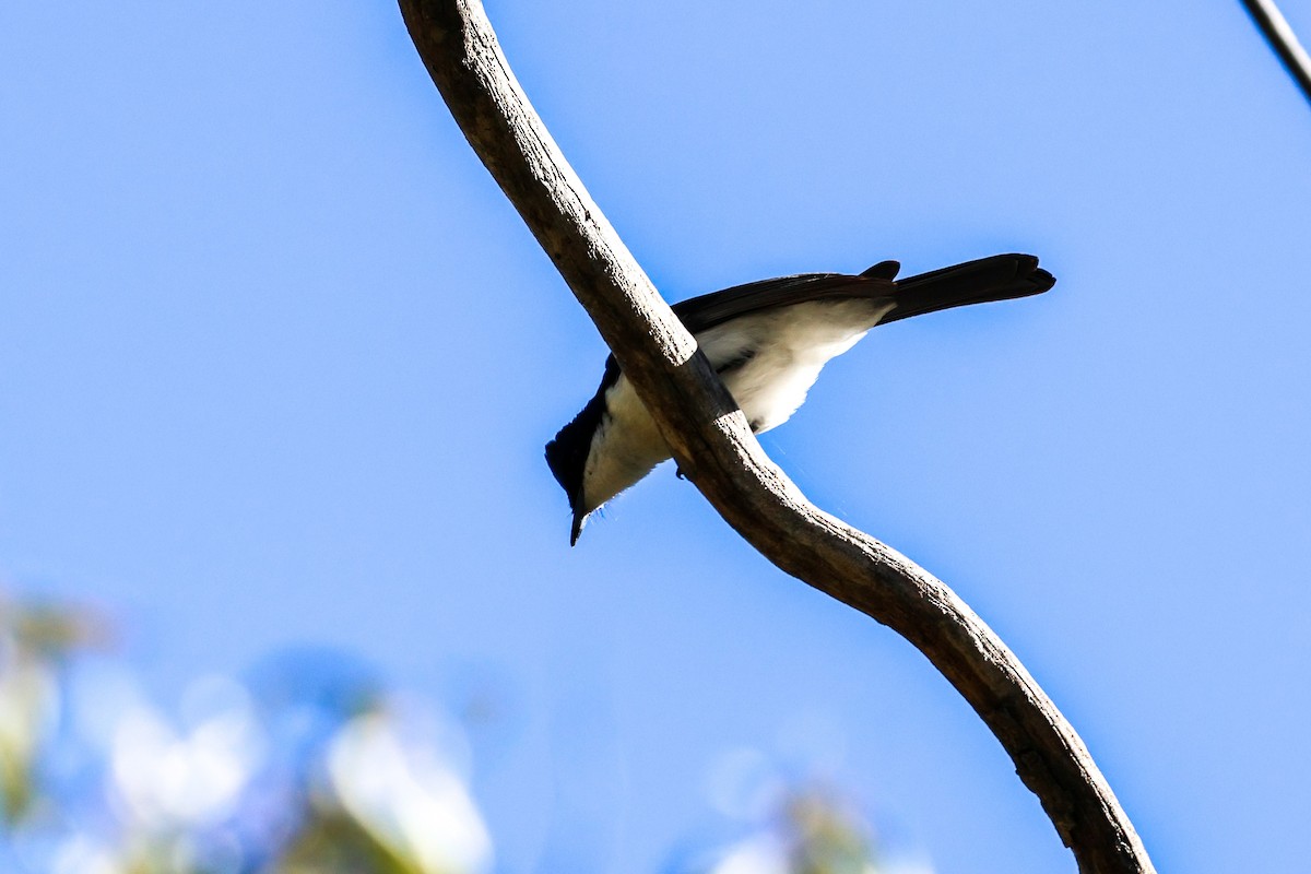 Restless Flycatcher - ML620770619