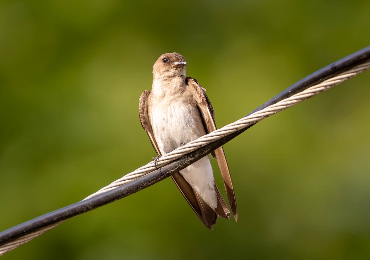 Northern Rough-winged Swallow - ML620770620