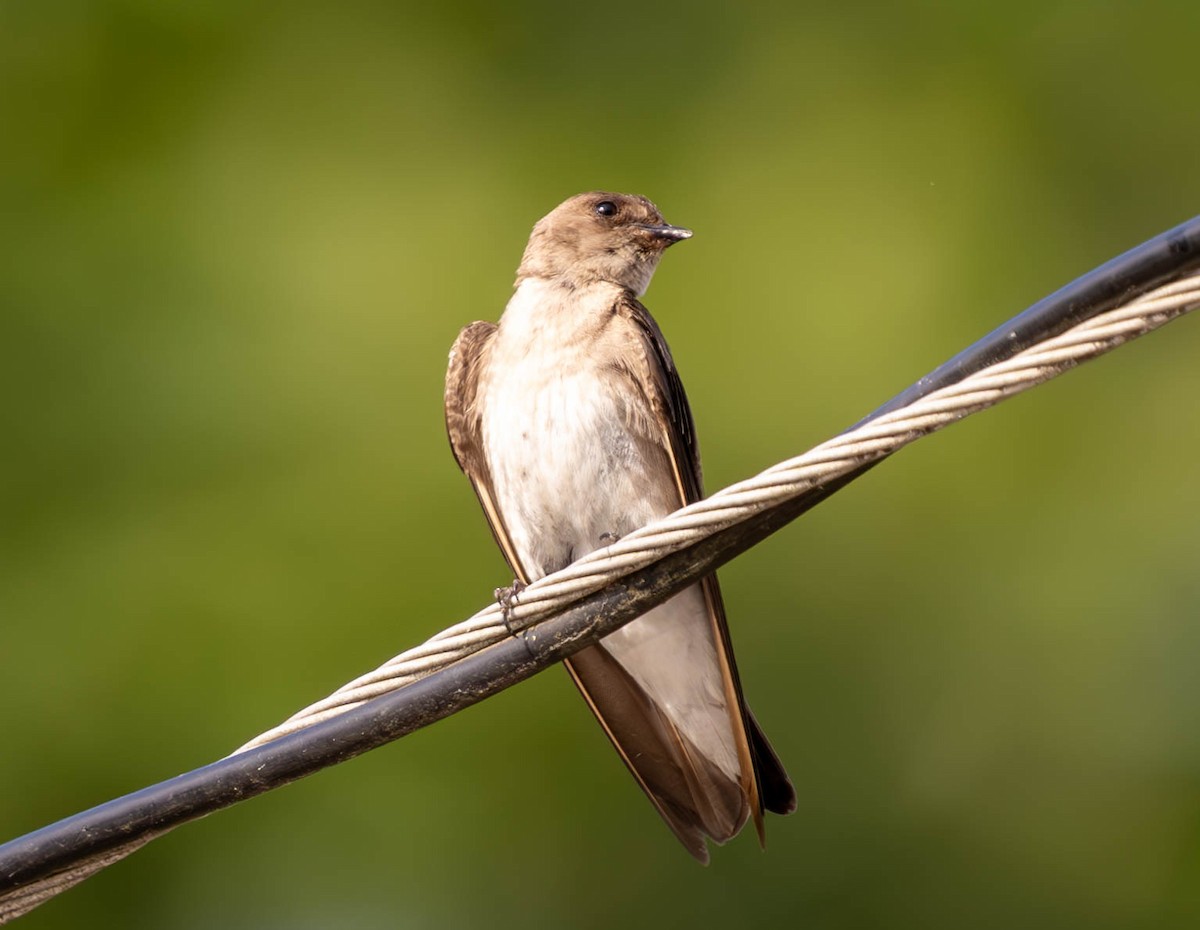 Northern Rough-winged Swallow - ML620770621