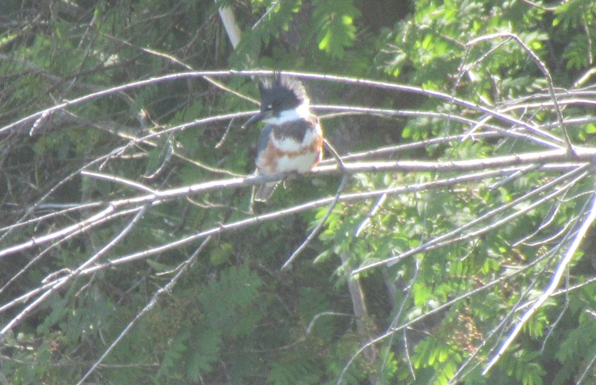 Belted Kingfisher - ML620770623