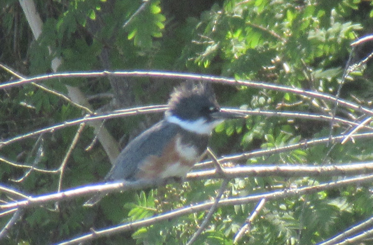 Belted Kingfisher - ML620770624