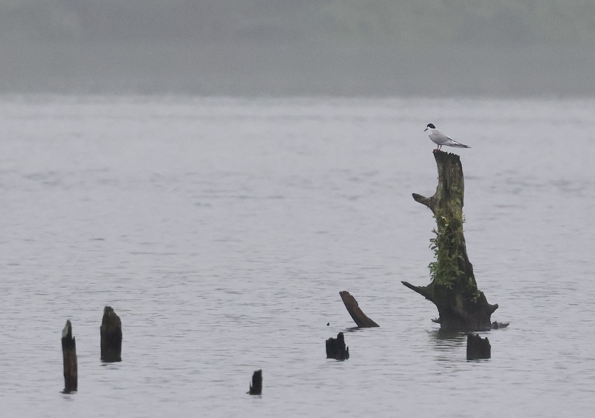 Common Tern - ML620770626