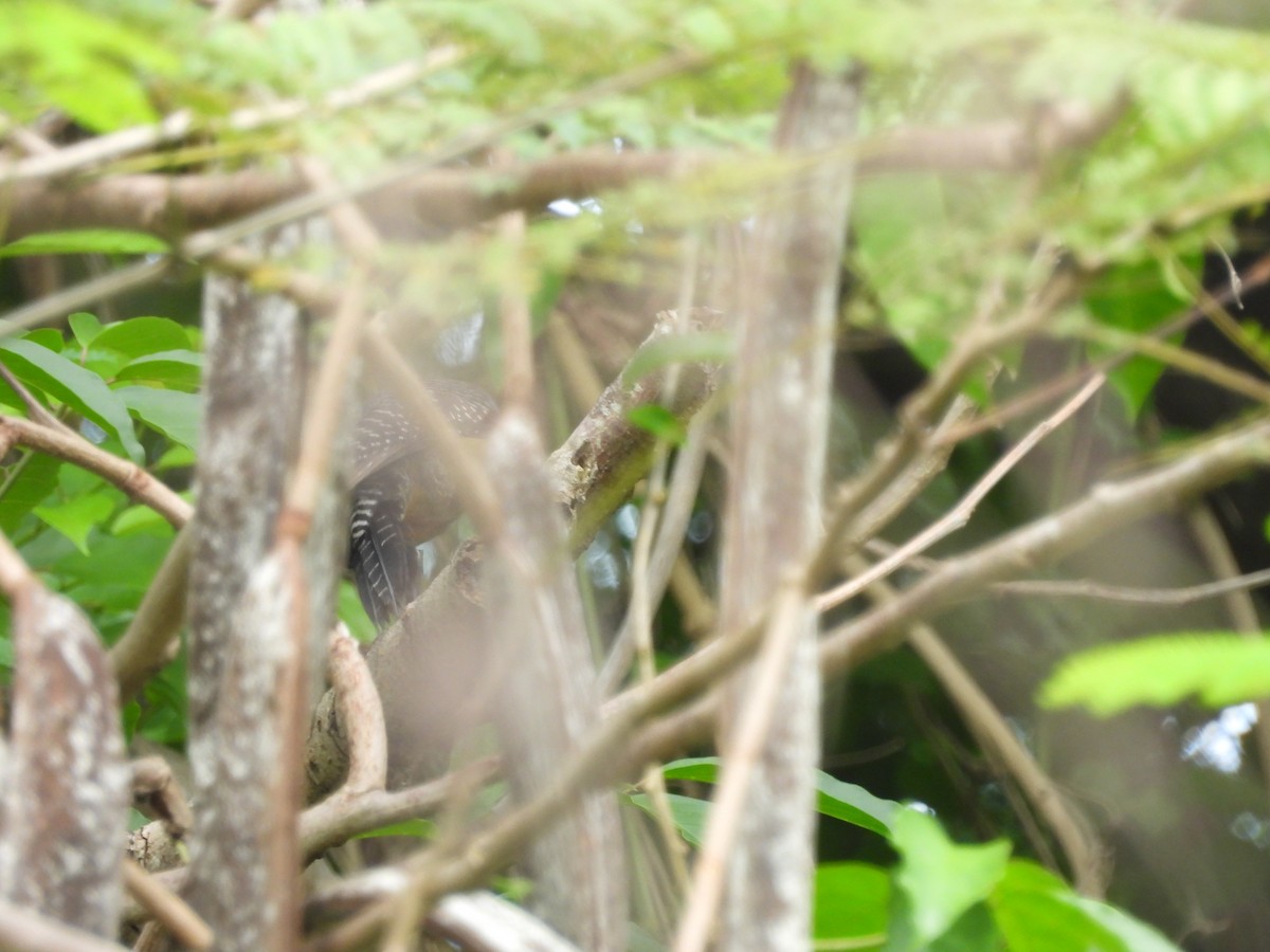 Jamaican Woodpecker - Kevin Rohling