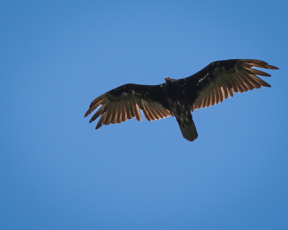 Turkey Vulture - ML620770628