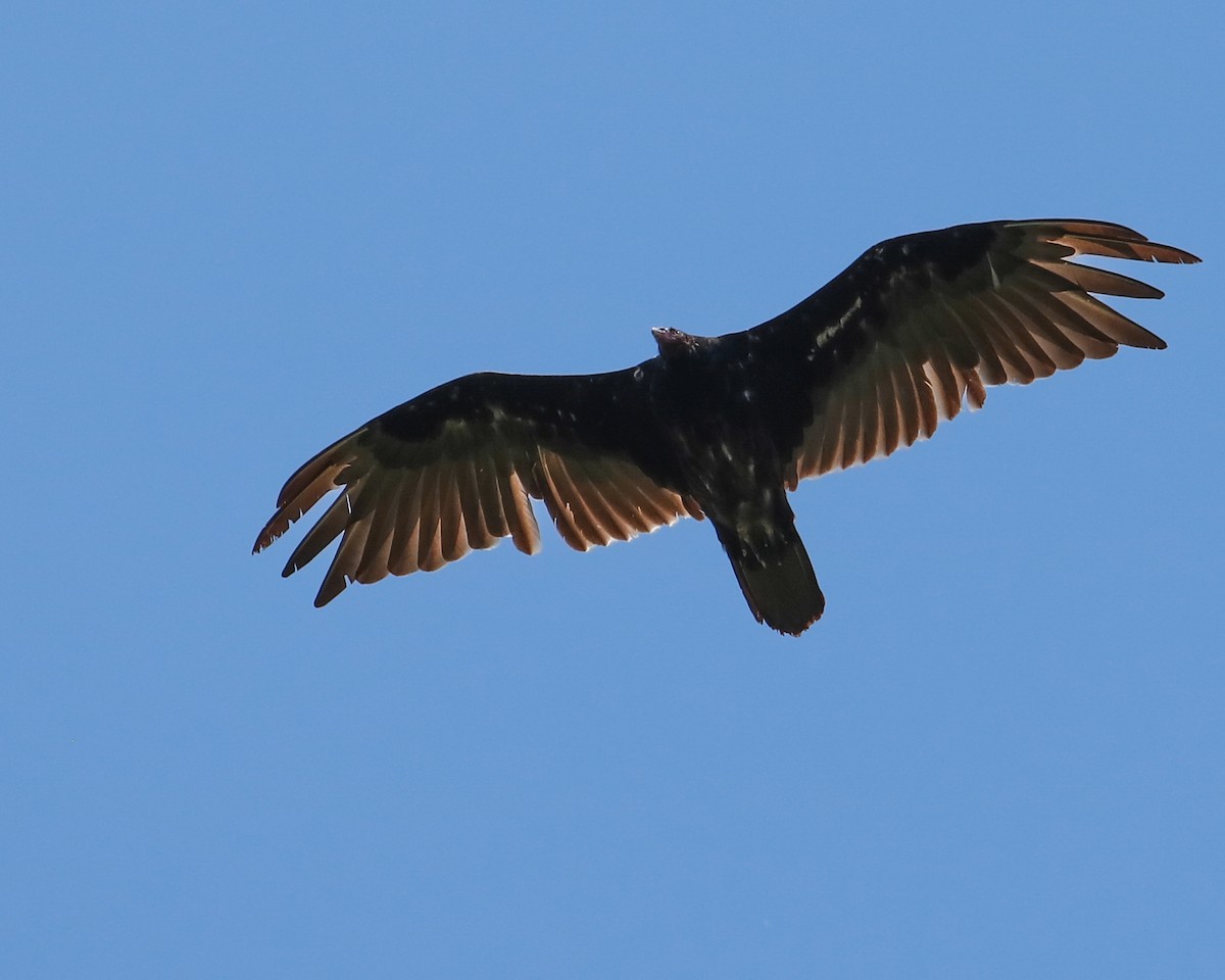 Turkey Vulture - Tom Fesolowich