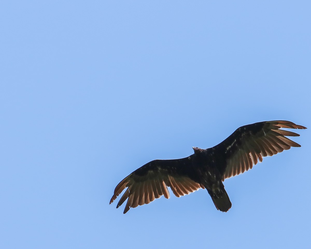 Turkey Vulture - ML620770630