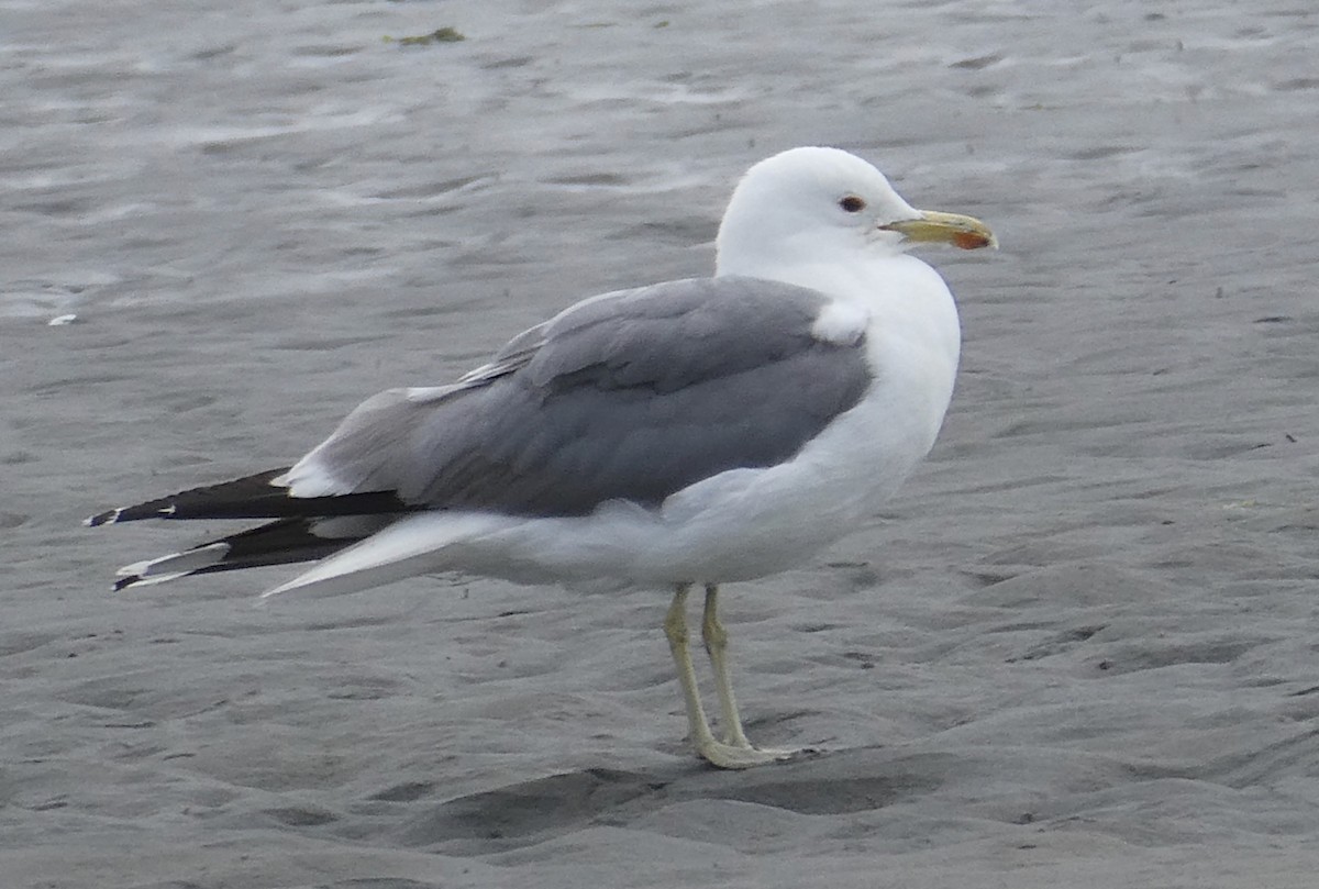 California Gull - ML620770632