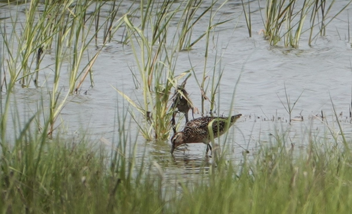 Short-billed Dowitcher - ML620770635