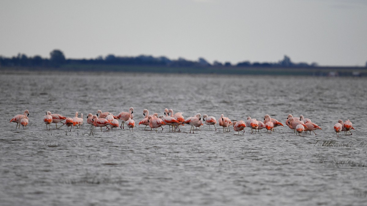 Chilean Flamingo - ML620770643