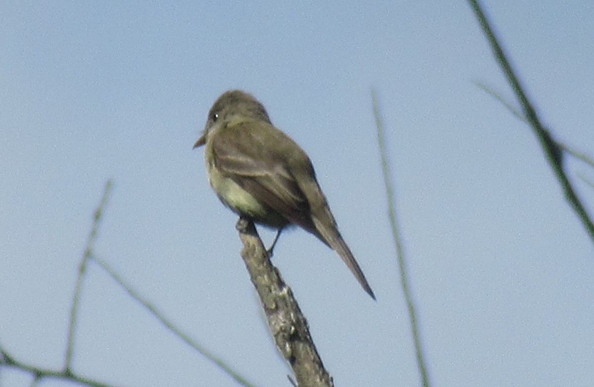 Western Wood-Pewee - ML620770647