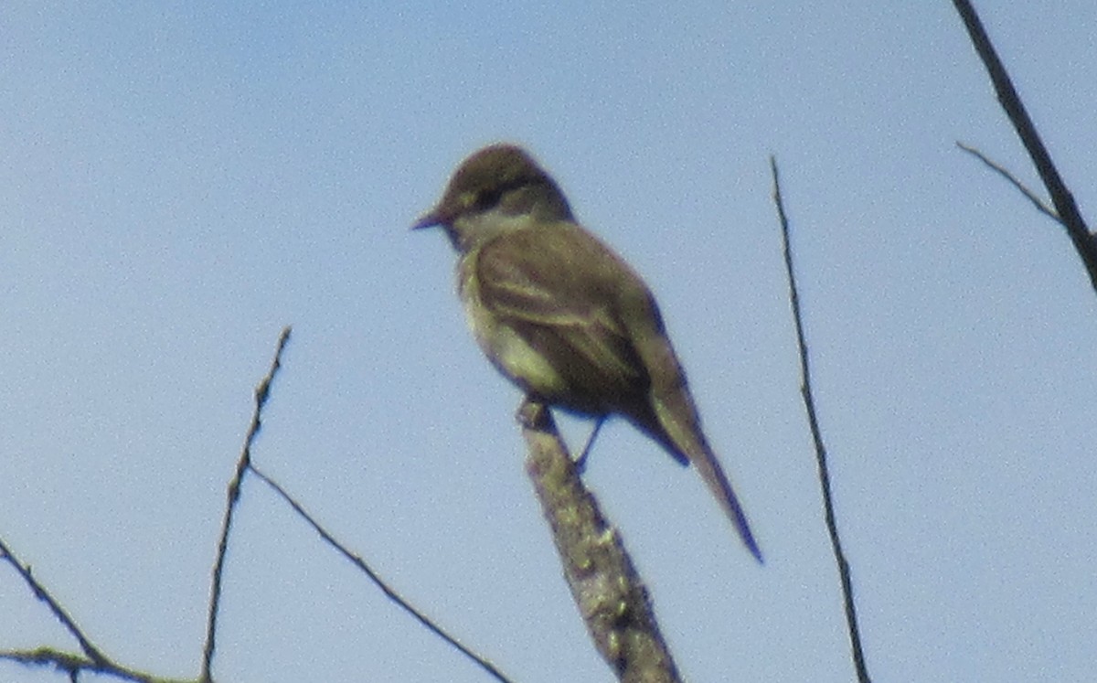 Western Wood-Pewee - ML620770648