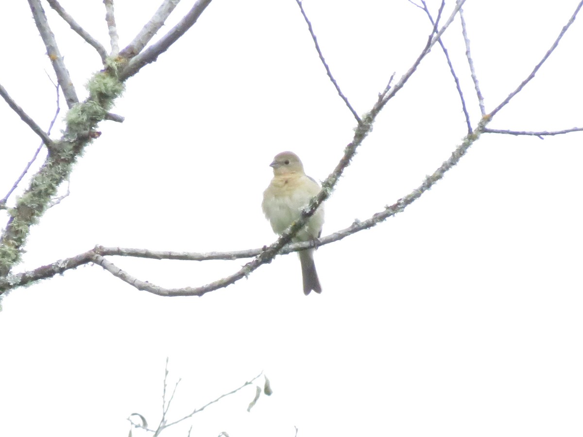 Lazuli Bunting - ML620770649