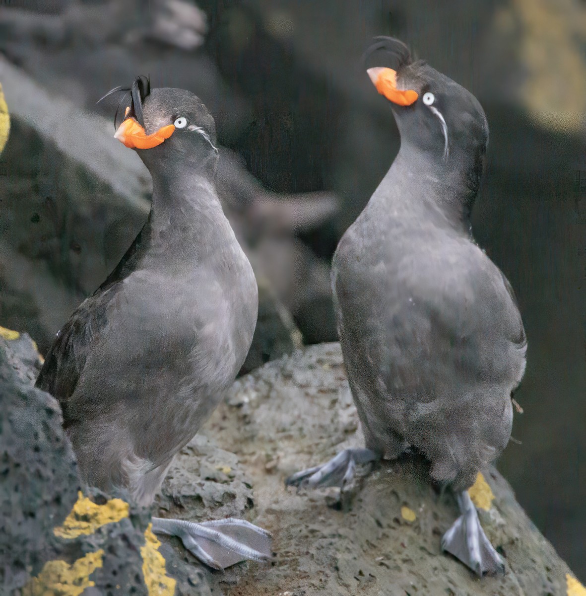 Crested Auklet - ML620770651