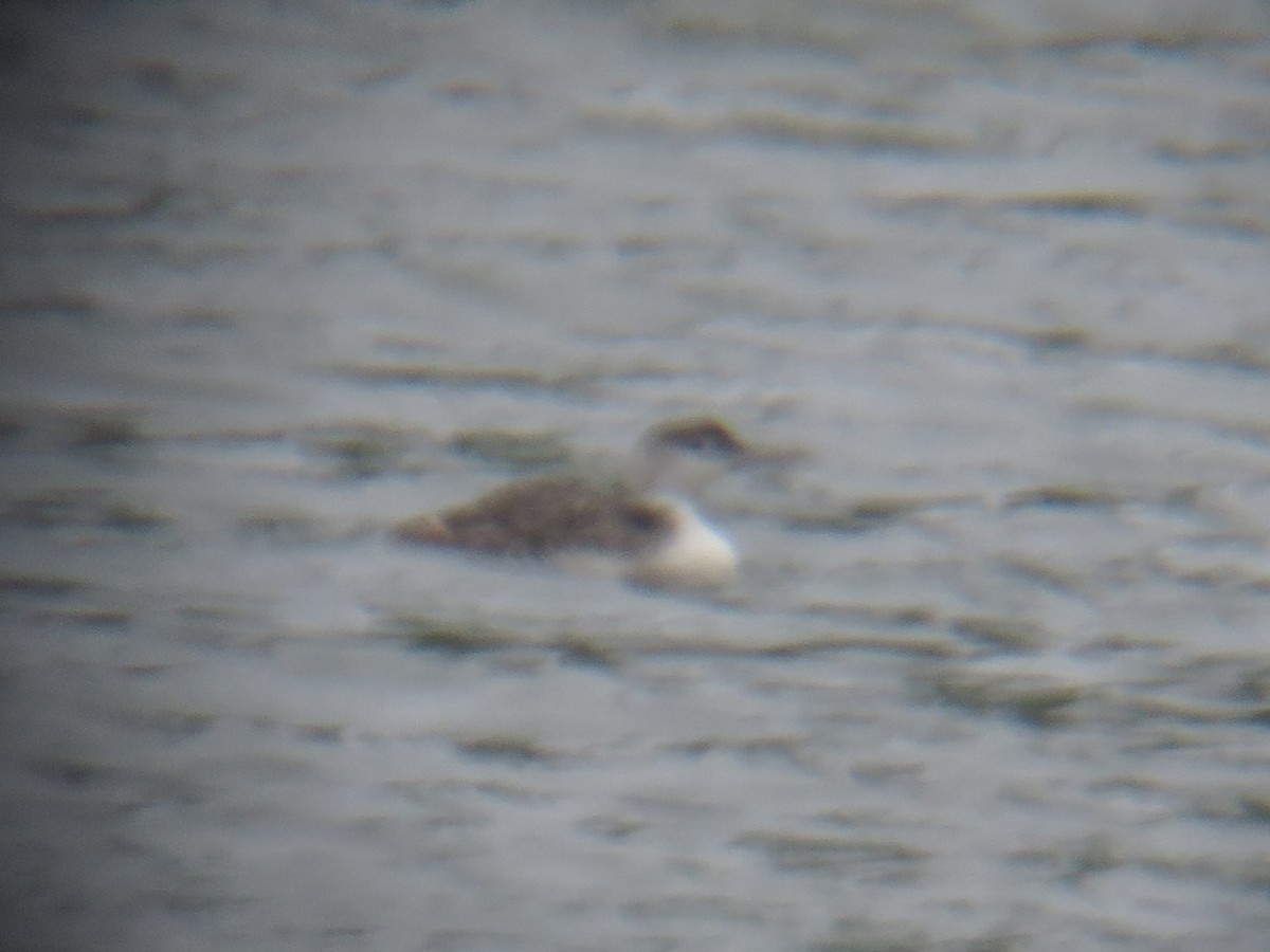 Yellow-billed Loon - ML620770652