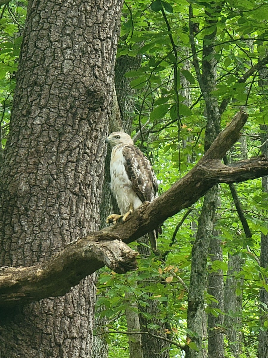 Rotschwanzbussard - ML620770653