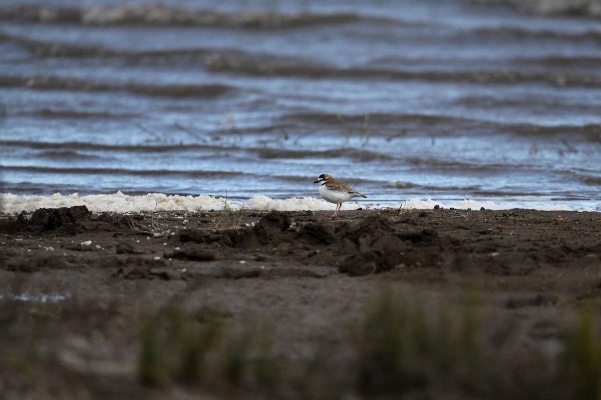 Collared Plover - ML620770656